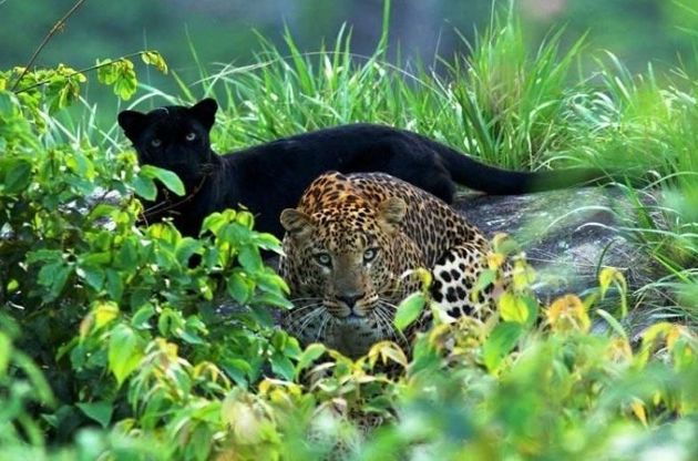 Самая красивая пара влюбленных леопардов - Клео и Сайя (5 фото) кошек, чёрной, Кабини, сделать, лесных, Индии, теперь, момента, имени, красотой, несколько, заповедника, Клеопатра, диких, фотограф, животных, леопарда, Митхун, пантеры, кошки