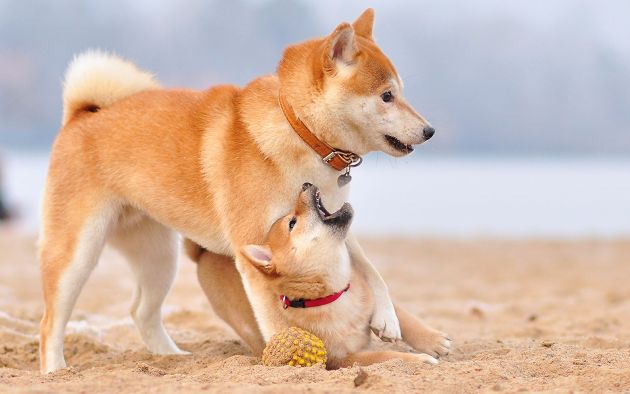 Собаки, которым нравится играться и отдыхать на песке (12 фото)