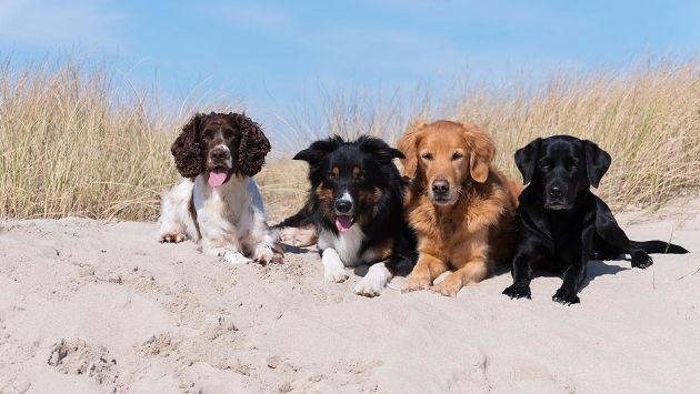 Собаки, которым нравится играться и отдыхать на песке (12 фото) песок, собака, фотографиях, прекрасно