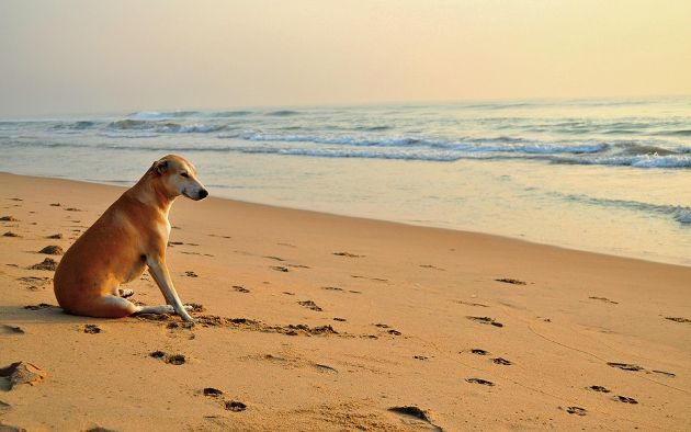 Собаки, которым нравится играться и отдыхать на песке (12 фото) песок, собака, фотографиях, прекрасно