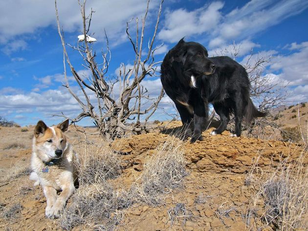 Эффектные фотографии собак в пустыне (12 фото) человека, Какие, красавцев, оставляет, такой, непростой, ситуации, готовы, следовать, людьми, пустыню, Посмотрите, фотографиях, которые, Радует, уверенно, держаться, невзирая, трудности, Людям