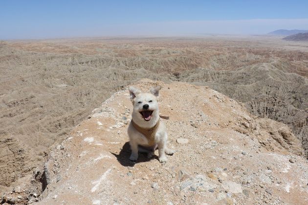 Эффектные фотографии собак в пустыне (12 фото)