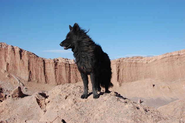 Эффектные фотографии собак в пустыне (12 фото) человека, Какие, красавцев, оставляет, такой, непростой, ситуации, готовы, следовать, людьми, пустыню, Посмотрите, фотографиях, которые, Радует, уверенно, держаться, невзирая, трудности, Людям