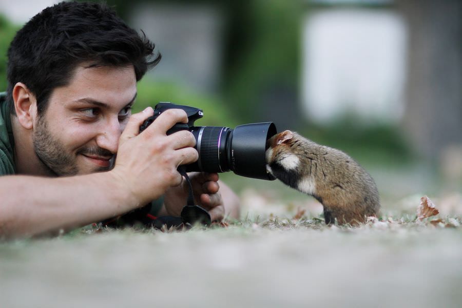 Фотограф 10 лет снимает диких хомяков, и вот его лучшие снимки (19 фото)
