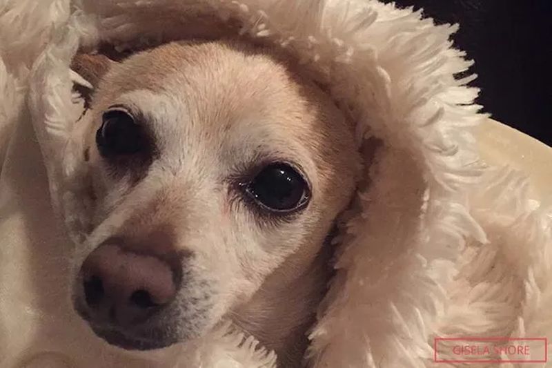 Чихуахуа из Флориды признали самой старой собакой в мире  Собаки