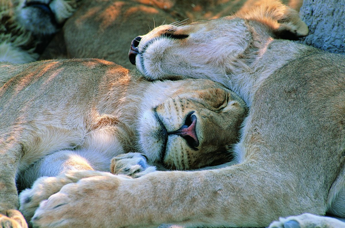 Животные спят в обнимку фото