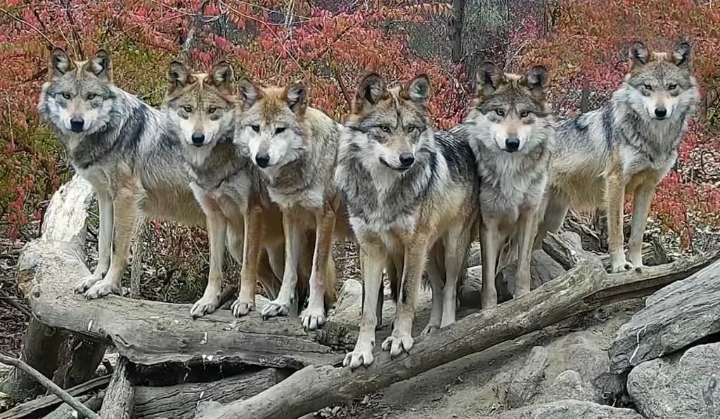 Семейное фото мексиканских серых волков (2 фото+видео)