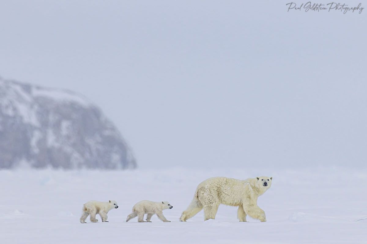 Фотограф дикой природы запечатлел белую медведицу и ее детёнышей (3 фото) Гольдштейн, белого, белых, медведей, медведя, когда, Баффиновой, всегда, детенышами, время, своими, фотографии, обычно, насколько, морского, составляет, проводят, только, замерзает, выходят