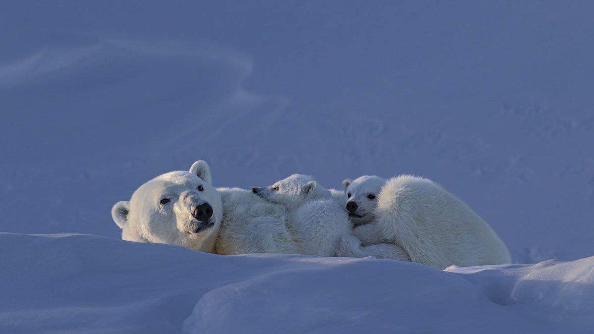 Фотограф дикой природы запечатлел белую медведицу и ее детёнышей (3 фото) Гольдштейн, белого, белых, медведей, медведя, когда, Баффиновой, всегда, детенышами, время, своими, фотографии, обычно, насколько, морского, составляет, проводят, только, замерзает, выходят