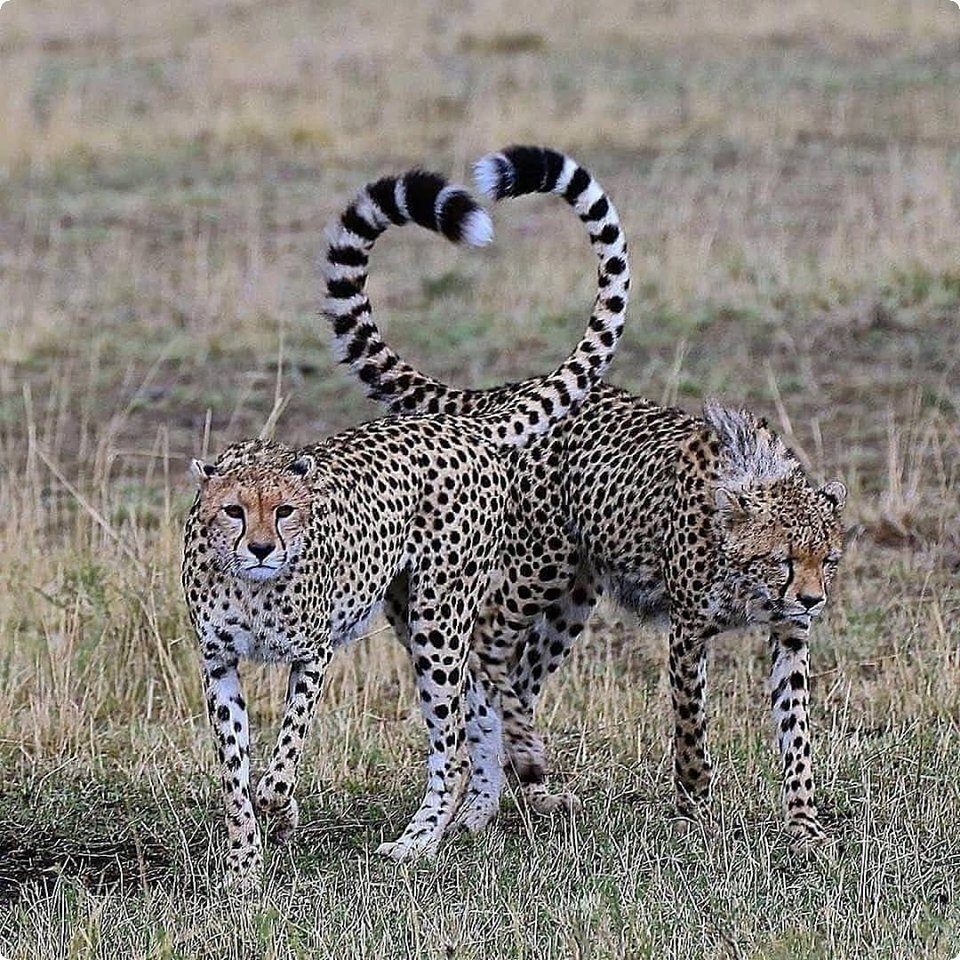 Гепард леопард Ягуар Лев