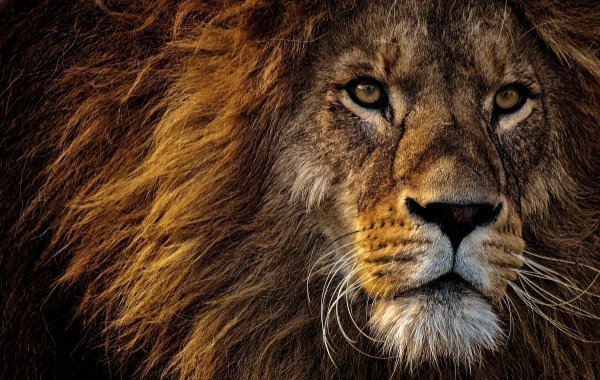 10 интересных фактов о львиных глазах