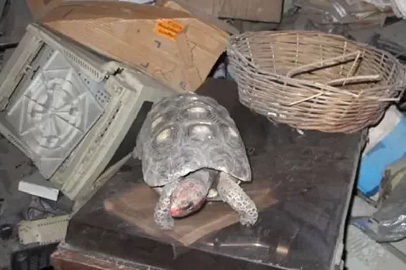 Женщина нашла на чердаке свою черепаху, спустя 30 лет