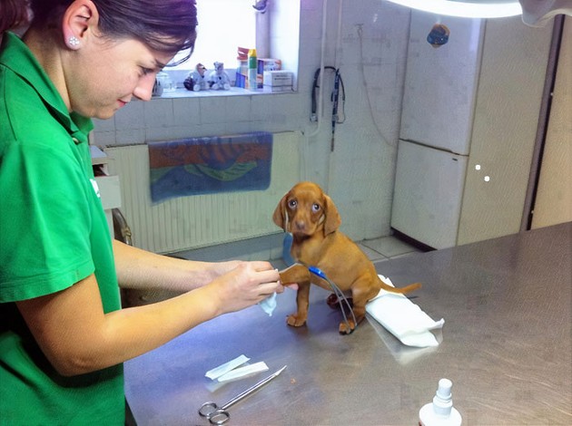 Пёсики на приёме в ветеринарной клинике (15 фото) Предлагаю, посмотреть, небольшую, подборку, забавными, фотографиями, собаккоторые, совсем, боятся, ветеринаров