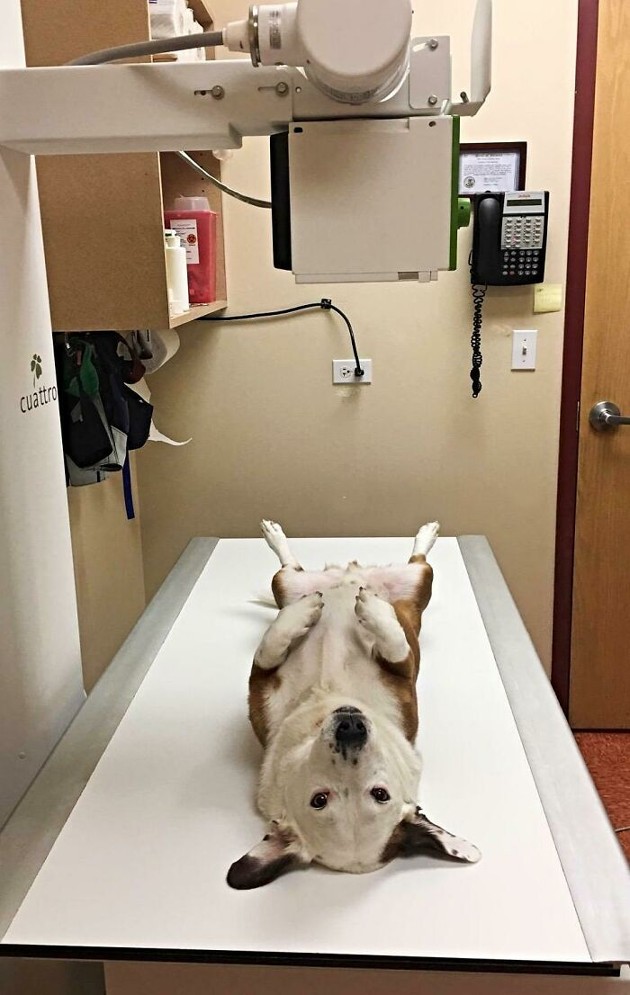 Пёсики на приёме в ветеринарной клинике (15 фото) Предлагаю, посмотреть, небольшую, подборку, забавными, фотографиями, собаккоторые, совсем, боятся, ветеринаров