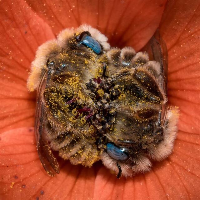 Фотограф запечатлел двух пчёл, заснувших в цветке, и они просто очаровательны! (5 фото)
