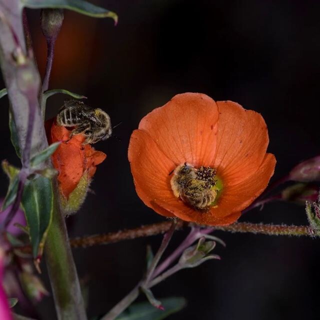 Фотограф запечатлел двух пчёл, заснувших в цветке, и они просто очаровательны! (5 фото) Пчёлы, нашей, самыми, Neely, природы, видим, редко, которую, сторону, великолепную, демонстрирую, кадры, цветке, уснувших, очаровательных, запечатлел, фотограф, дикой, играют, Недавно