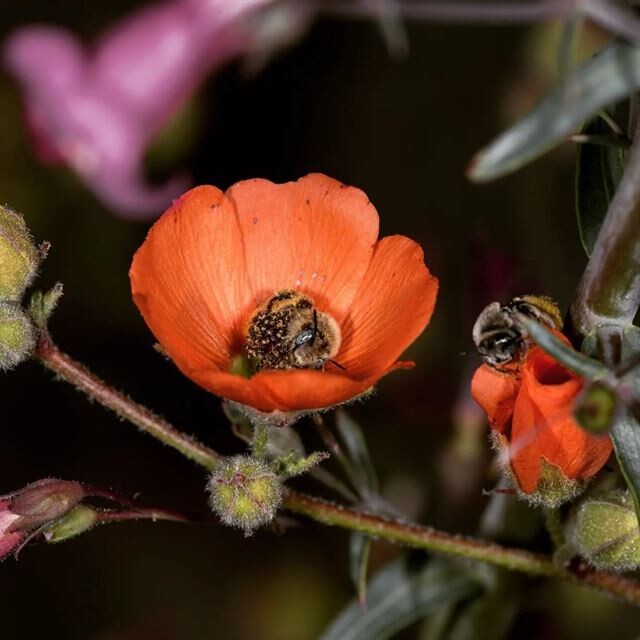 Фотограф запечатлел двух пчёл, заснувших в цветке, и они просто очаровательны! (5 фото) Пчёлы, нашей, самыми, Neely, природы, видим, редко, которую, сторону, великолепную, демонстрирую, кадры, цветке, уснувших, очаровательных, запечатлел, фотограф, дикой, играют, Недавно
