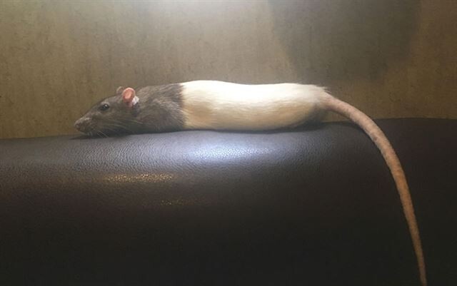 Фотографии прелестных крыс, ломающие стереотипы об этих животных (30 фото)