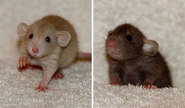 Фотографии прелестных крыс, ломающие стереотипы об этих животных  Грызуны