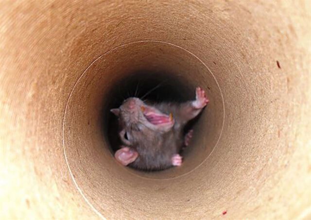 Фотографии прелестных крыс, ломающие стереотипы об этих животных (30 фото)