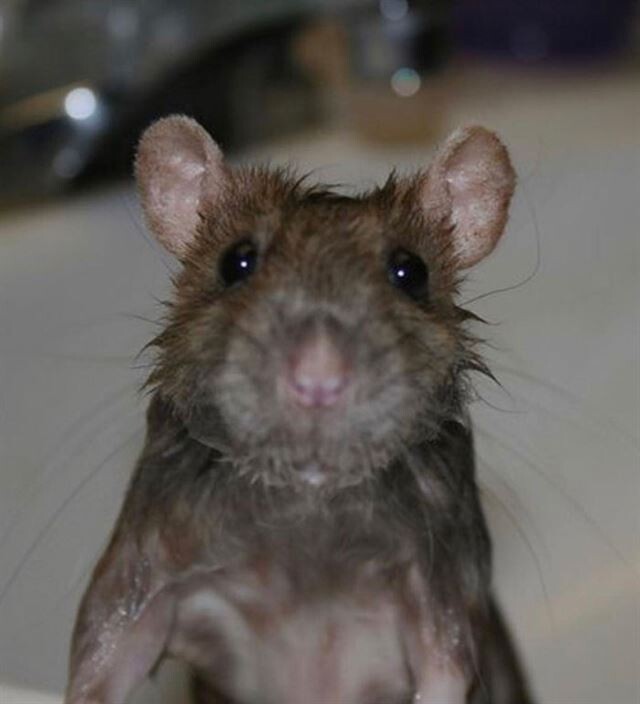 Фотографии прелестных крыс, ломающие стереотипы об этих животных  Грызуны