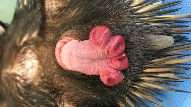 Гигантский пенис ехидны не дает ученым покоя головки, ехидна, ехидны, самка, самцы, вокруг, землю, этого, период, брачный, остается, является, ехидн, органа, может, животного, Пенис, имеет, четыре, только