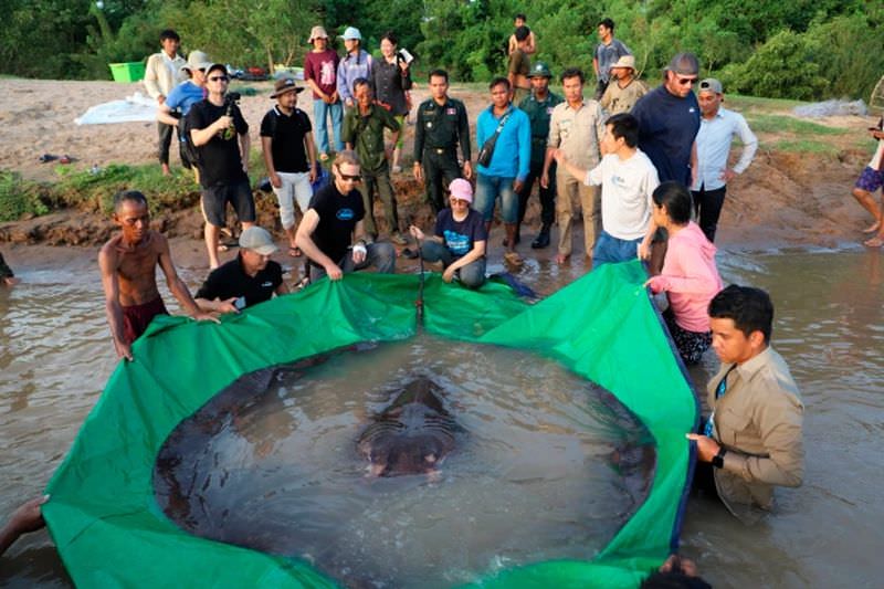 Рыбаки поймали самую большую в мире пресноводную рыбу весом 300 килограммов (3 фото)