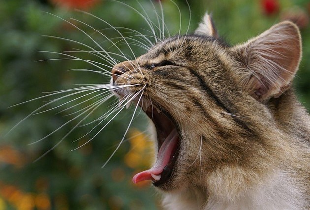 Очень эффектные фотографии кошачьих усов (12 фото)