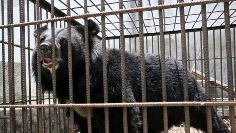В Китае щенок мастифа оказался медведем (3 фото)