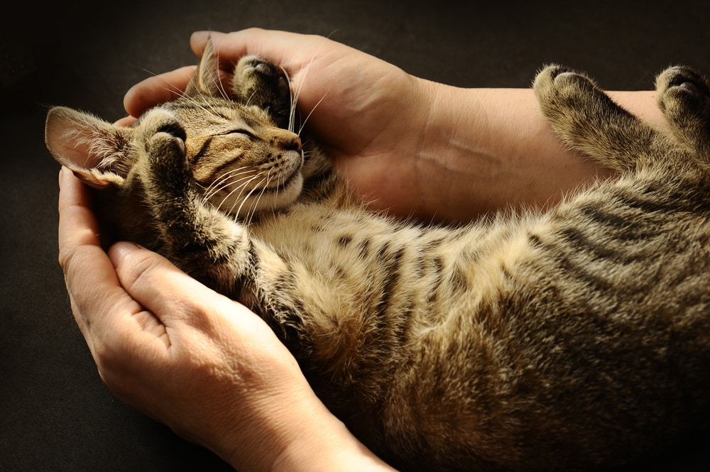 Кошки, которые обожают находиться на руках у своих любимых хозяев (15 фото)