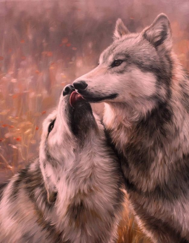 Волчьи пары во всей красе (15 фото)