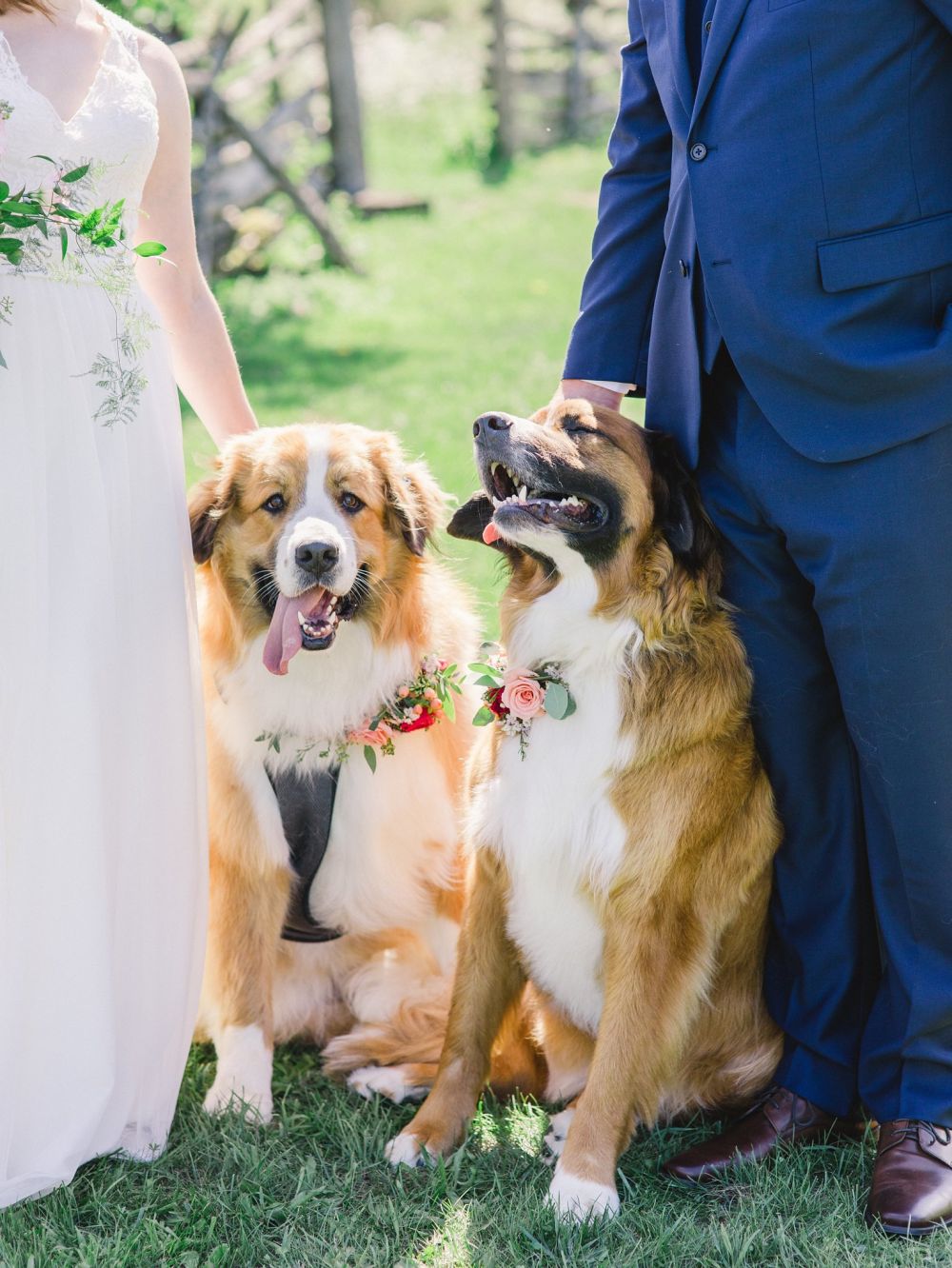 Собаки на свадьбе своих хозяев (25 фото)