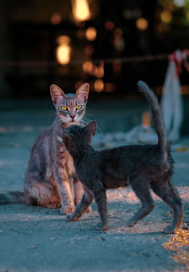 Фотографии бездомных кошек Лимассола, Кипр (18 фото)