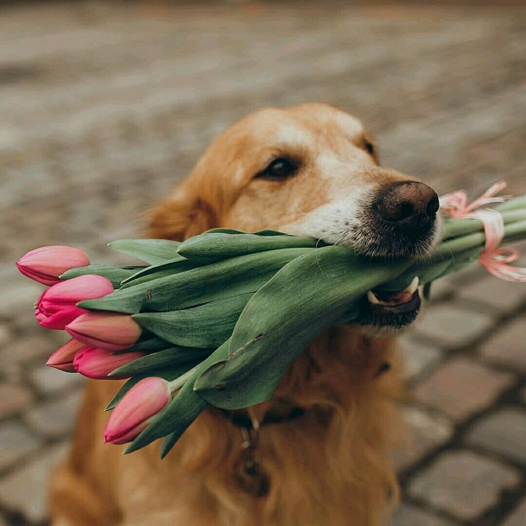 Собачка с цветком в зубах
