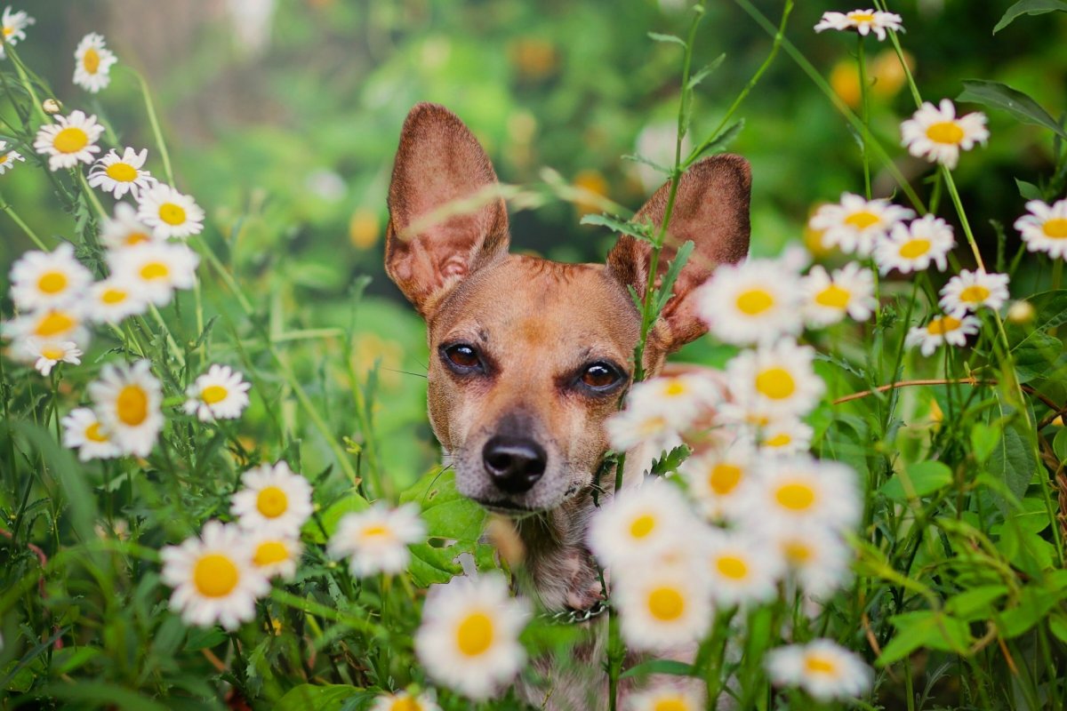 Фотографии собак, которым очень нравятся ромашки (20 фото)