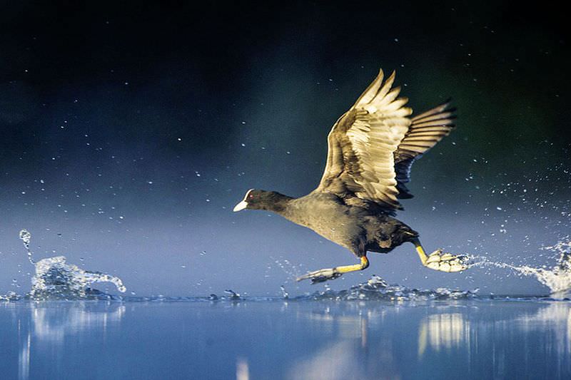 Как птицы бегают по воде?