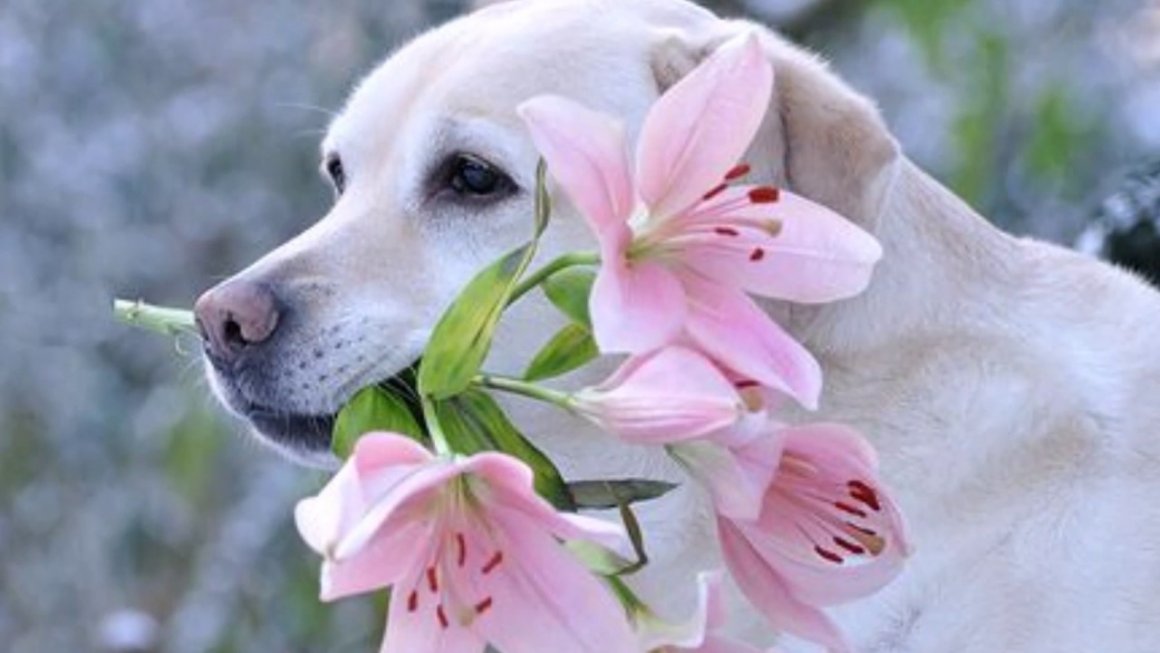 Фото собак, которые с радостью несут цветы (30 фото)