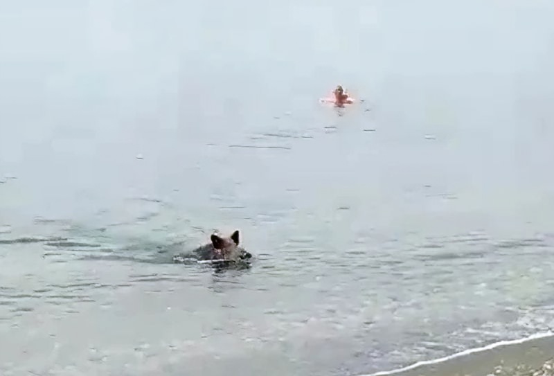 Спасавшийся от жары кабан выплыл из моря на пляж и напугал отдыхающих