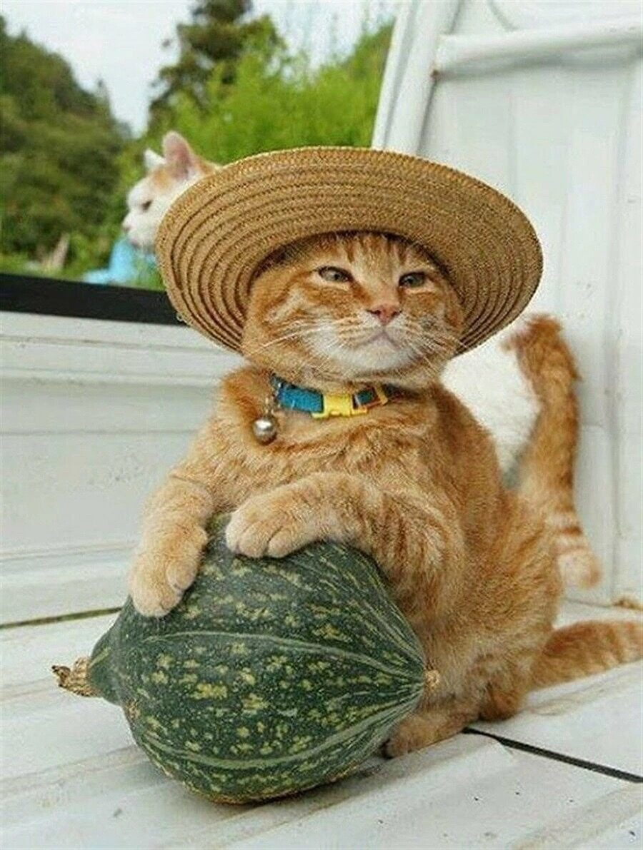 Котик в соломенной шляпе