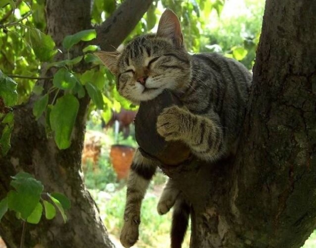 Кошки, которые умеют спать на деревьях (30 фото)