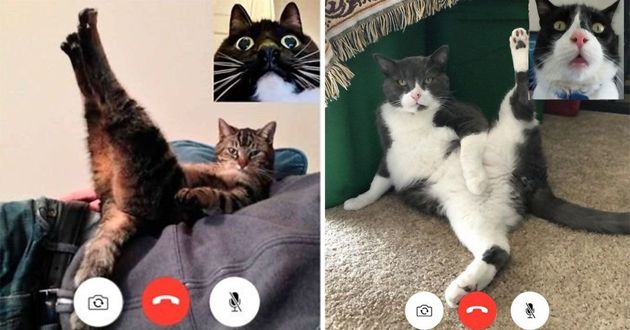 Забавные фотографии котов, которые решили “сделать видеозвонок”