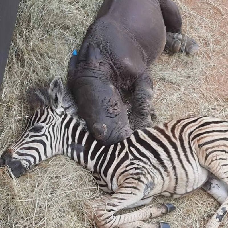 Детёныш носорога и маленькая зебра стали лучшими друзьями (2 фото+видео)