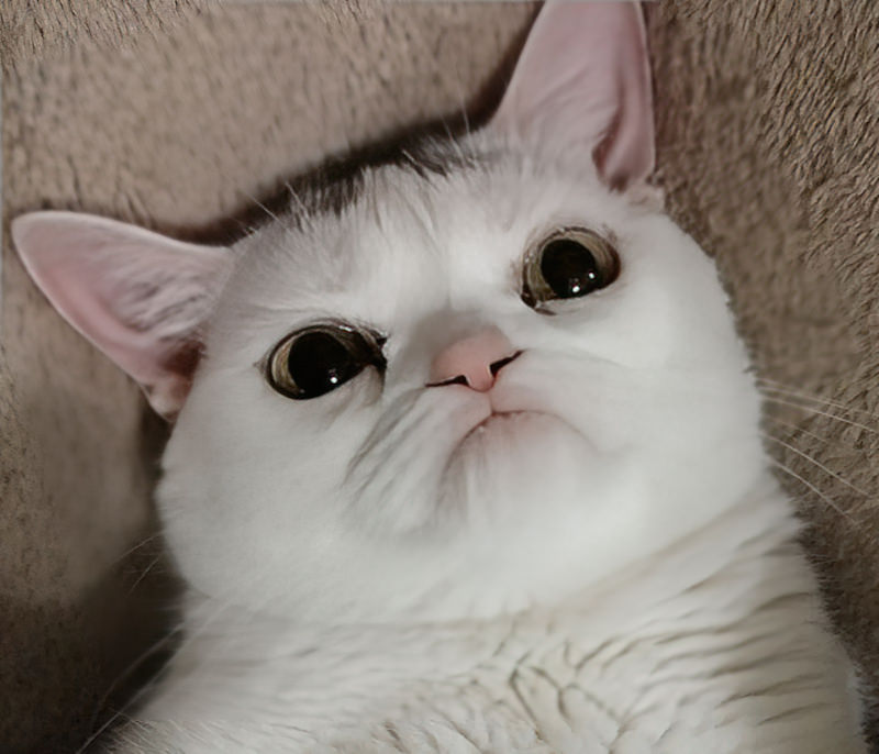 Самый дерзкий карликовый котёнок проник в дом женщины и стал интернет-сенсацией (10 фото)