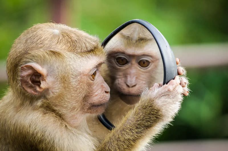 Могут ли животные узнавать себя в зеркале?