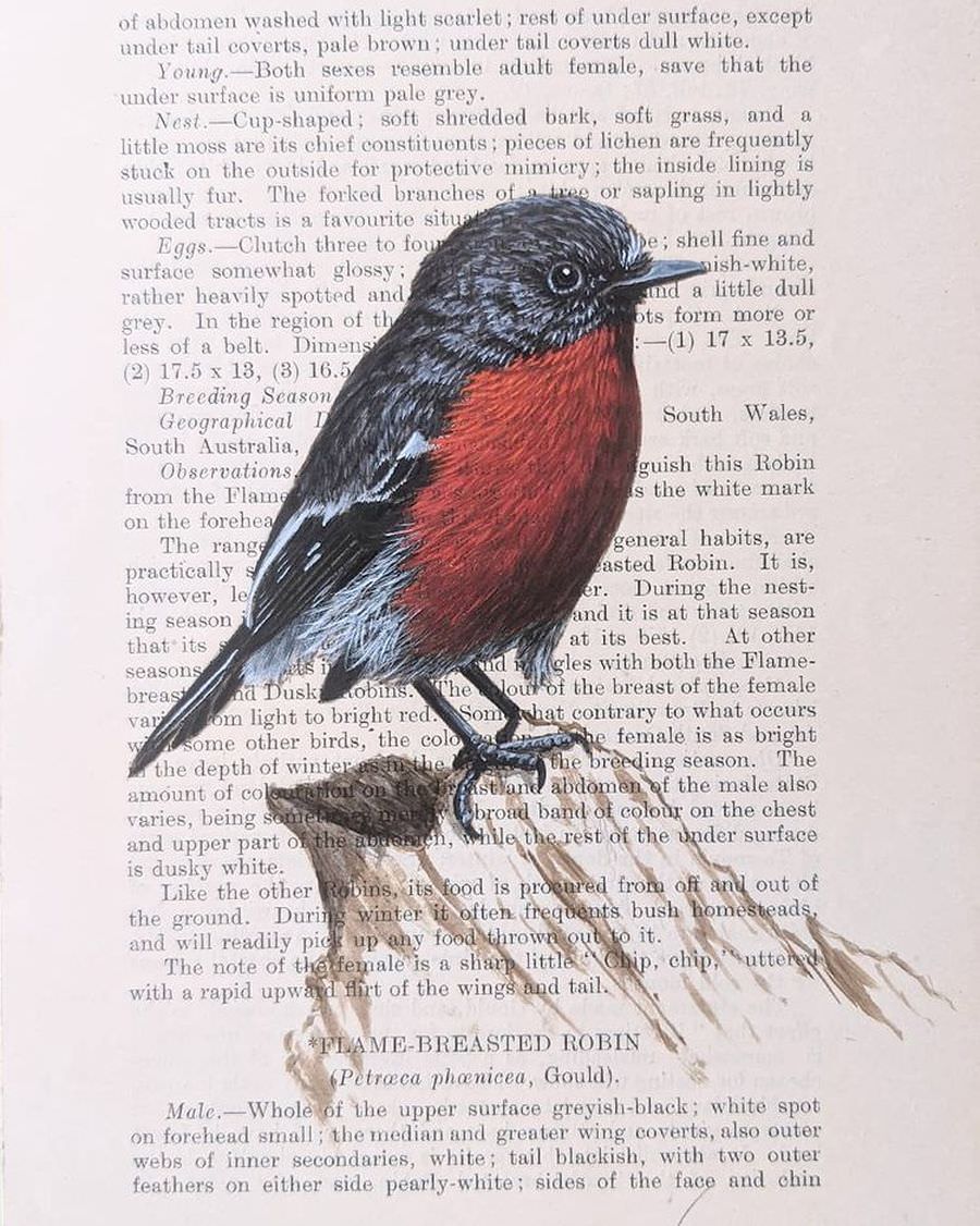 Художник добавляет изысканные рисунки птиц на страницы старинных книг с их описанием  (8 фото)