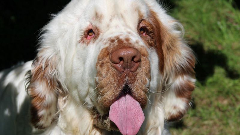 Хозяева сделали собаке подтяжку кожи на морде и спасли ее от слепоты