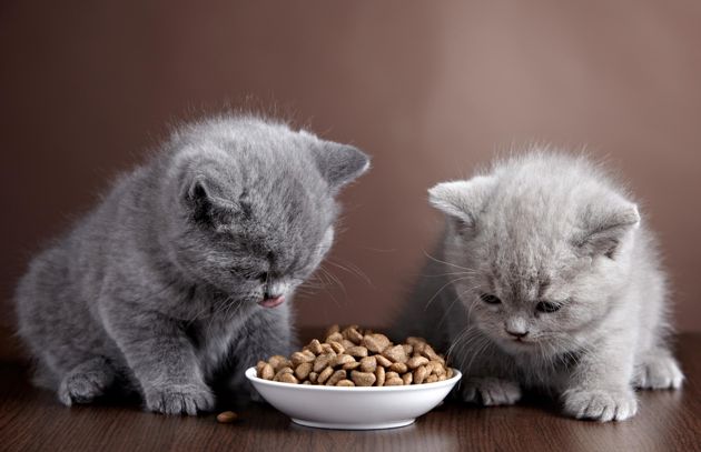 Полезная информация: 5 причин, по которым сухой корм вреден для кошек.