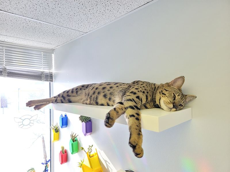 Кот по кличке Фенрир признан самым высоким из ныне живущих котов в мире и занесен в Книгу рекордов Гиннеса ( 9 фото)