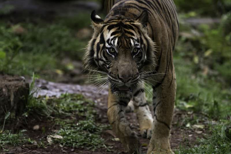 Работник плантации спасся от напавшего на него тигра