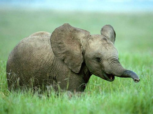 Такие милые слонята (30 фото) Предлагаю, взглянуть, обычных, невероятно, милых, забавных, слоников, Конечно, будущем, вырастут, самых, больших, млекопитающих, земле, прелестны, восхитительны